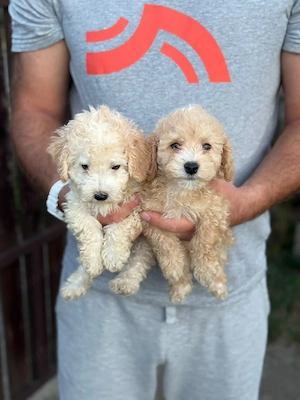maltipoo kisfiúk  - kép 3