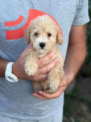 maltipoo kisfiúk  - kép 5