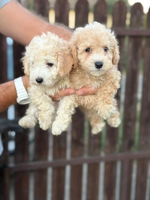 maltipoo kisfiúk 