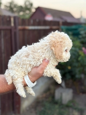 maltipoo kisfiú  - kép 2
