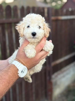 maltipoo kisfiú  - kép 3