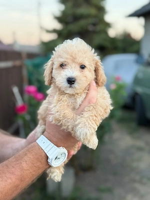 maltipoo kisfiúk  - kép 4