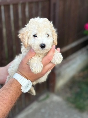 maltipoo kisfiú  - kép 4