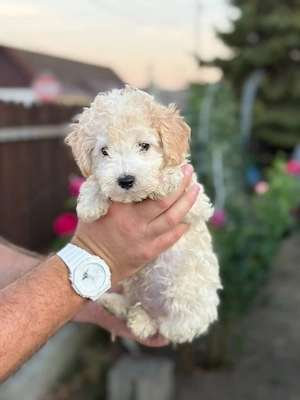 maltipoo kisfiú  - kép 5