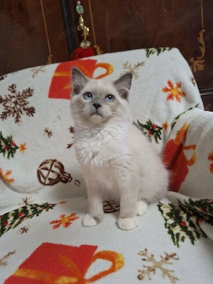 Szines ragdoll kiskandúrok és kislányok eladóak. - kép 2