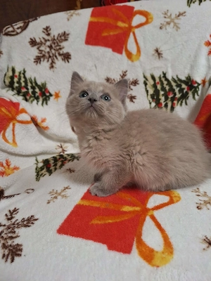 Szines ragdoll kiskandúrok és kislányok eladóak. - kép 3