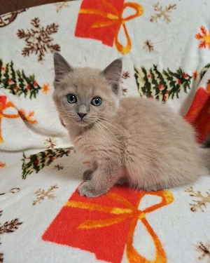 Szines ragdoll kiskandúrok és kislányok eladóak. - kép 5