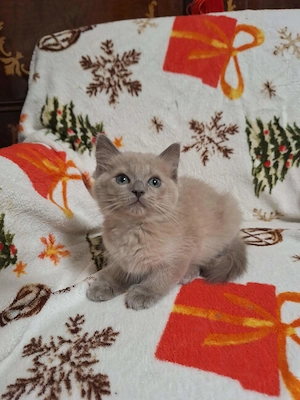 Szines ragdoll kiskandúrok és kislányok eladóak. - kép 4