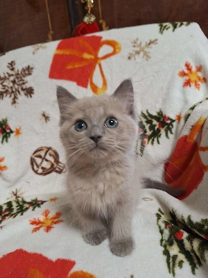 Szines ragdoll kiskandúrok és kislányok eladóak. - kép 7