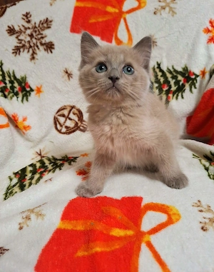 Szines ragdoll kiskandúrok és kislányok eladóak. - kép 8