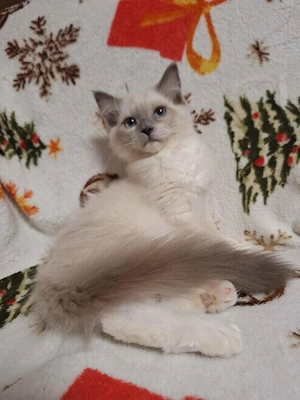 Szines ragdoll kiskandúrok és kislányok eladóak. - kép 6