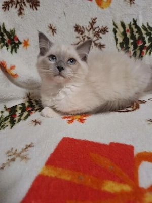 Szines ragdoll kiskandúrok és kislányok eladóak. - kép 9
