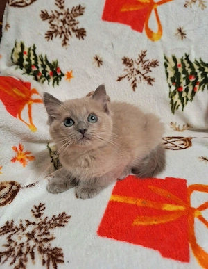 Szines ragdoll kiskandúrok és kislányok eladóak. - kép 10