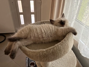 Ragdoll Babák