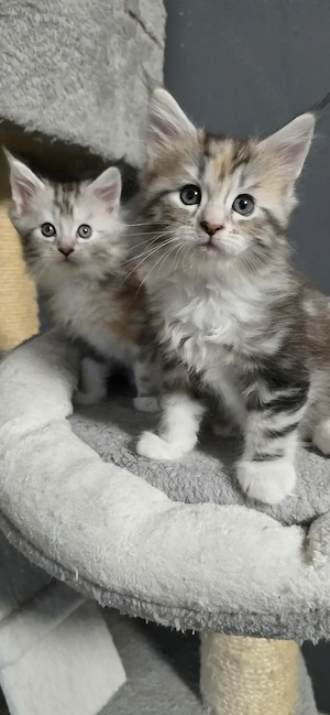 Maine Coon Cica szerető otthont keres!