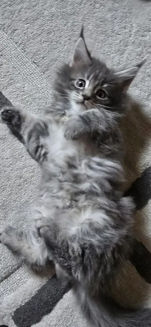 Maine Coon Cica szetető otthont keres! - kép 3