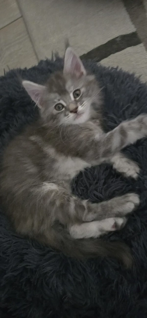 Maine Coon Cica szetető otthont keres! - kép 4