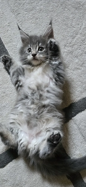 Maine Coon Cica szetető otthont keres! - kép 6