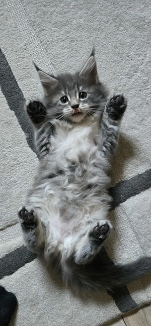Maine Coon Cica szetető otthont keres!