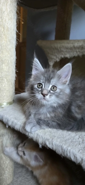 Maine Coon Cica szetető otthont keres! - kép 2
