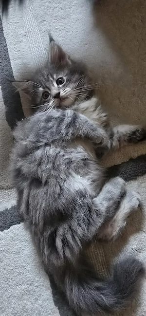 Maine Coon Cica szetető otthont keres! - kép 7