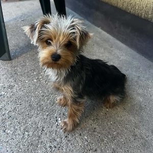 Yorkshire Terrier kutyus 
