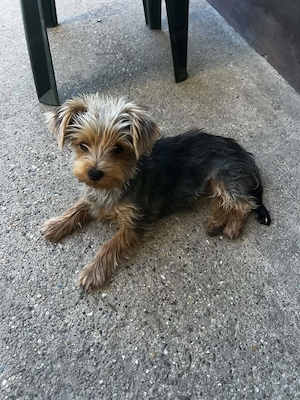 Yorkshire Terrier kutyus  - kép 2