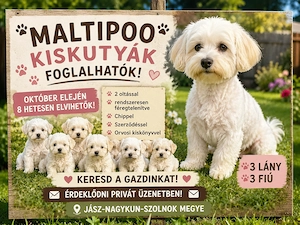 Maltipoo kiskutyák Október elején vihetők