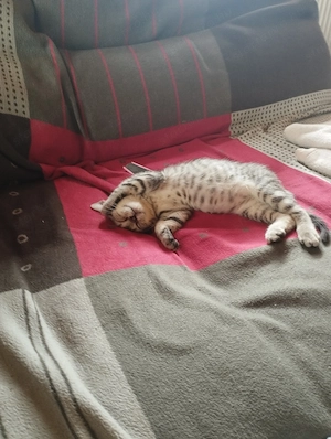 Brit whiskas cica - kép 5