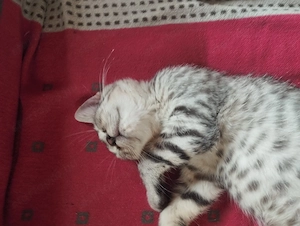 Brit whiskas cica - kép 4