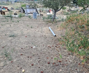 Monor zártkerti részén, Strázsahegyen, lakható kis ház 2140 m2-es telekkel - kép 10