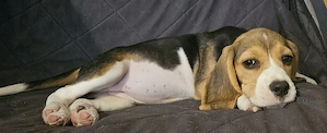Szuka beagle kölykök