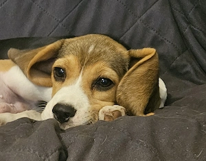 Szuka beagle kölykök gazdát keresnek