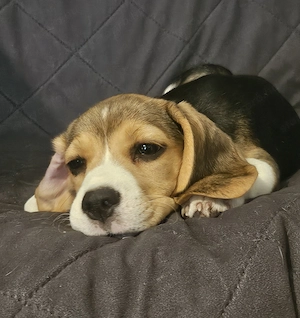 Szuka beagle kölykök gazdát keresnek - kép 3