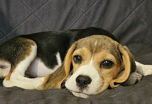 Szuka beagle kölykök gazdát keresnek - kép 2