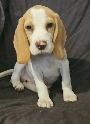 Szuka beagle kölykök gazdát keresnek - kép 6