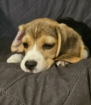 Szuka beagle kölykök gazdát keresnek - kép 4