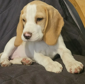 Szuka beagle kölykök gazdát keresnek - kép 9