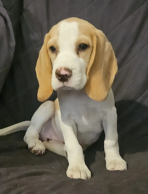 Szuka beagle kölykök gazdát keresnek - kép 8