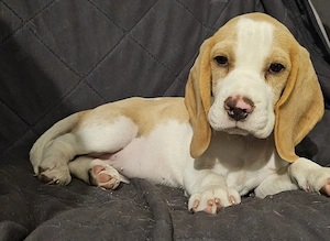 Szuka beagle kölykök gazdát keresnek - kép 10