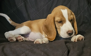 Kan beagle kölyök gazdát keres - kép 2