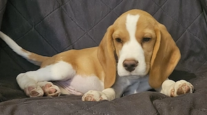 Kan beagle kölyök gazdát keres