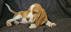 Kan beagle kölyök gazdát keres - kép 5