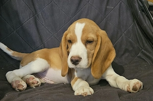 Kan beagle kölyök gazdát keres - kép 4