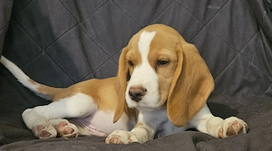 Kan beagle kölyök gazdát keres - kép 3