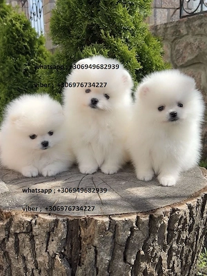 pomerániai kölykök - kép 2