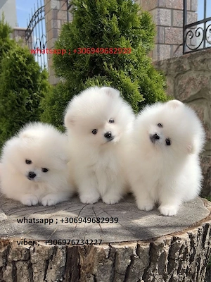 pomerániai kölykök - kép 4