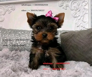 yorkshire terrier - kép 2