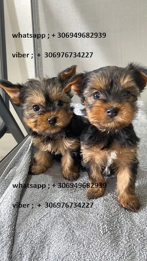 yorkshire terrier - kép 3