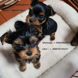 yorkshire terrier - kép 4